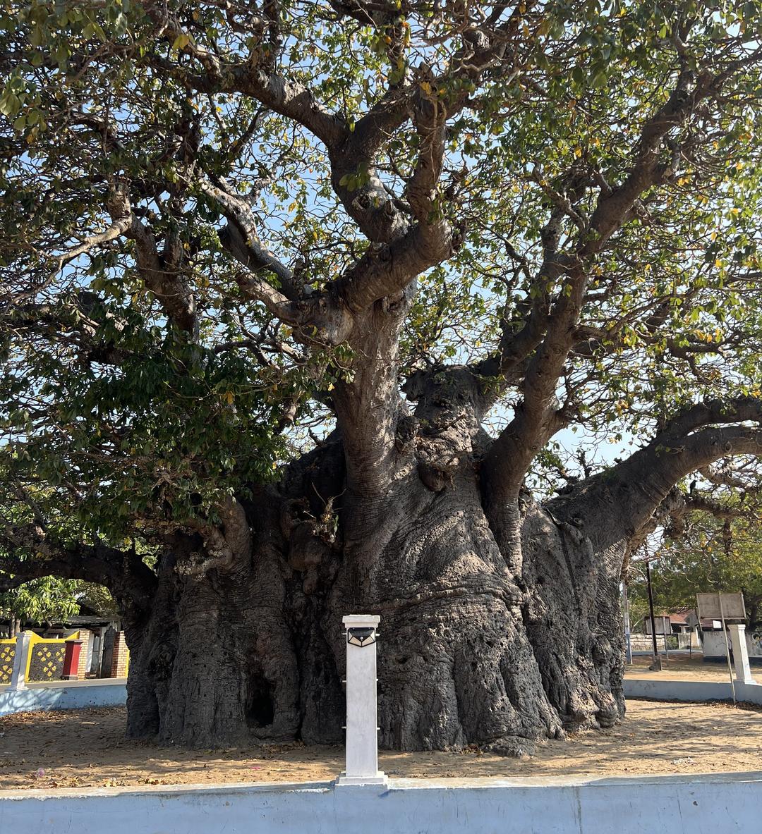 Mannar Baobab tree