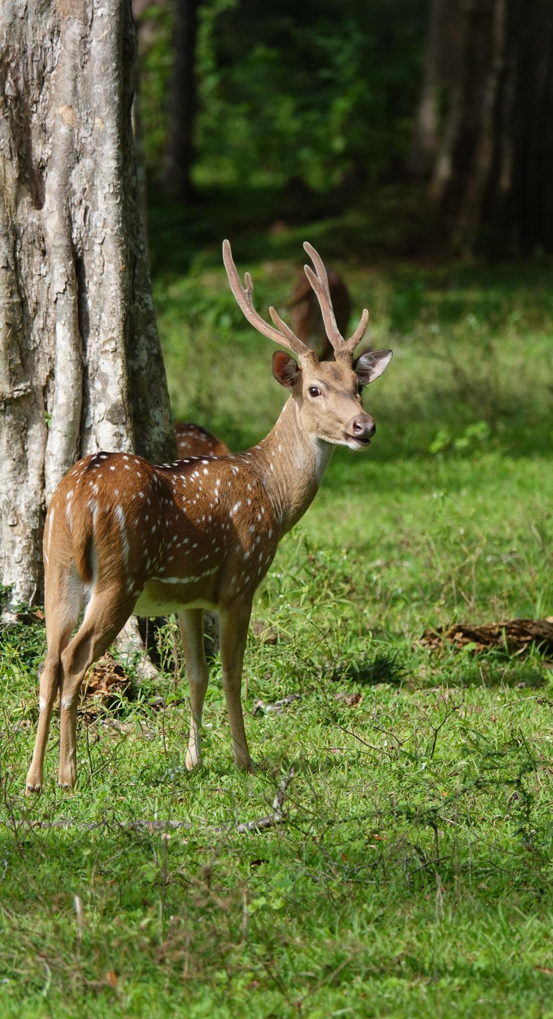 Wilpattu