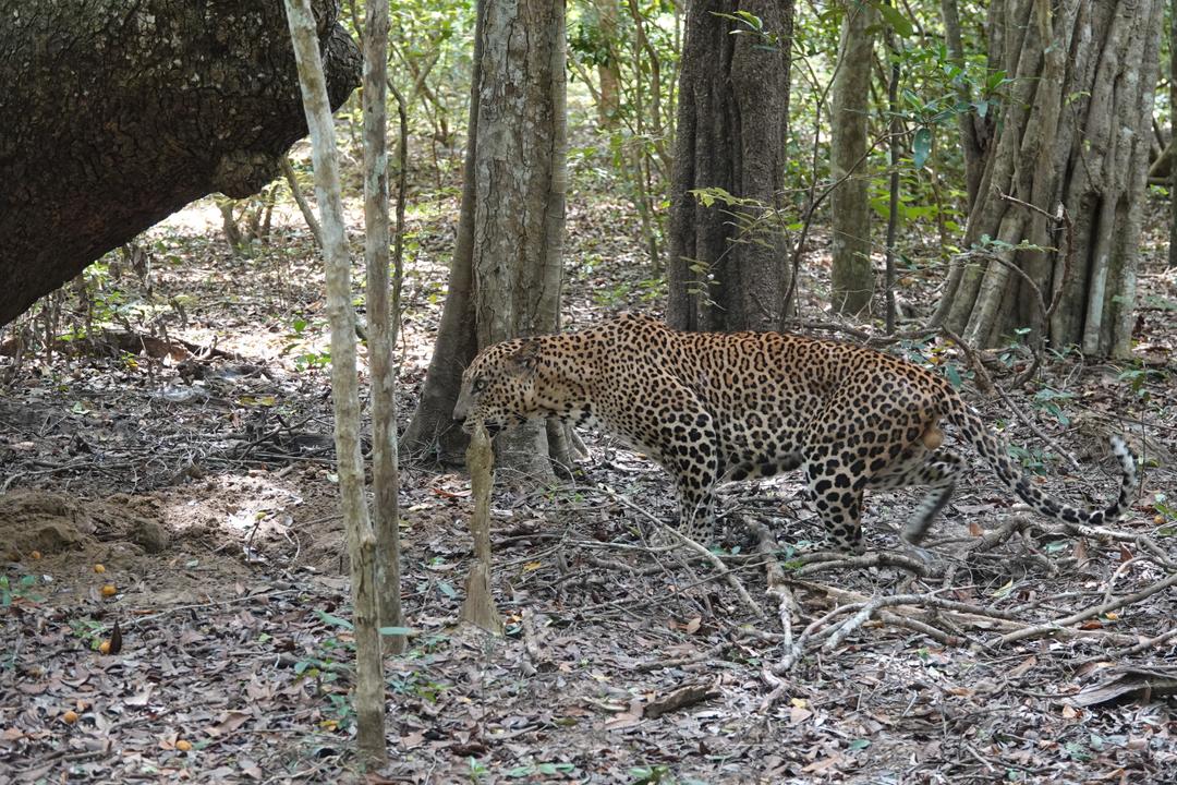Willpattu